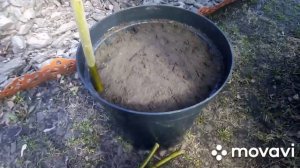 ?Плетеное дерево из дикой ивы. Эксперементирую.