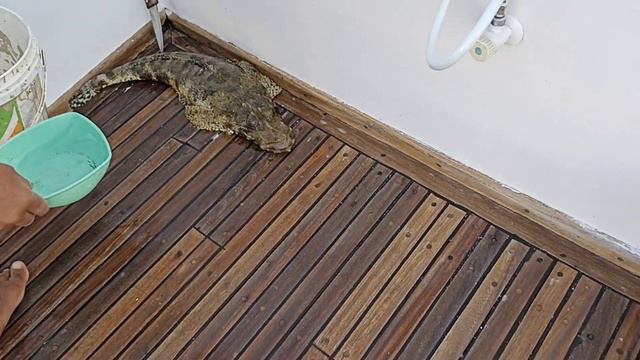 Рыба-крокодил. смотреть онлайн