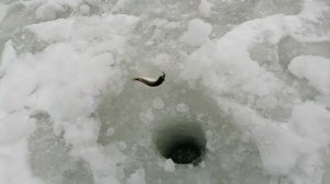 ЦАРИЦЫНО. Нижний пруд. Зимняя рыбалка.