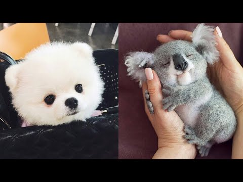 ПРИКОЛЫ ЗВЕРЕЙ СМЕШНЫЕ КОШКИ  СМЕШНЫЕ КОТЯТА КОШКИ КОТИКИ