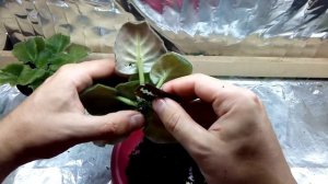 Если перелили фиалку! Срочно спасать!