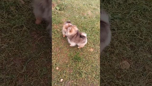 Немецкий шпиц миниатюрный/померанский.Осталась девочка покрупнее.Питомник МЕЙЕРЛЭНД. #щенкипродажа#