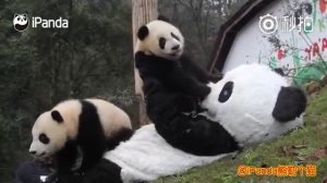 Смотритель заповедника в костюме панды играет с малышами-пандами