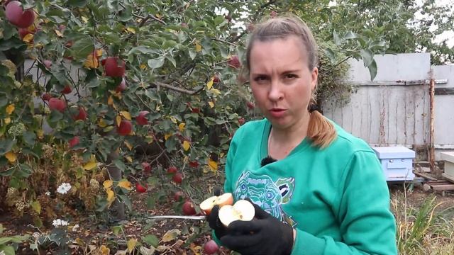 Сбор урожая яблок 2020 г. сорта Айдаред, Джонатан, Семеренко. смотреть онлайн