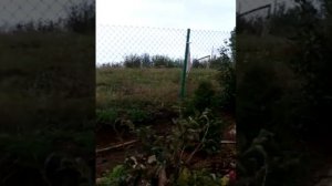 Альпинарий с водоемом. Что посадить?! С чего начать?!