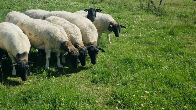 Отбор переярок Черноголового Дорпера в Швеции #дорпер #dorper #dorpersheep #овцы 29.07.2023