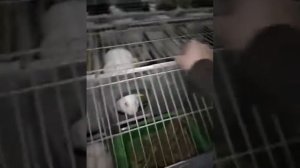 часть 4 промышленных клеток для кроликов