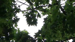 Как птицы вьют гнезда птица вьет гнездо