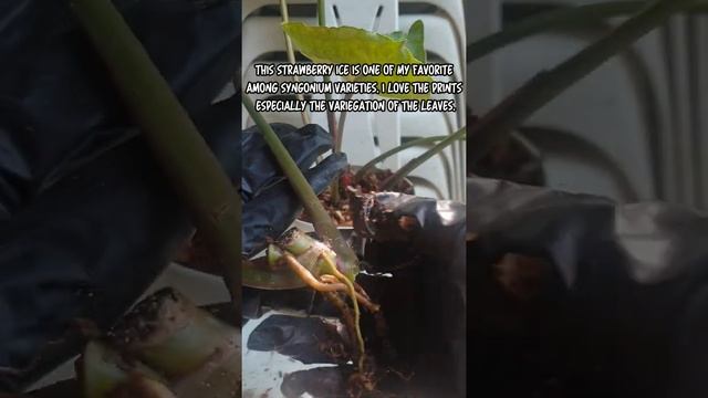 How To Propagate Syngonium Strawberry Ice Quick & Easy!/Syngonium Care Tips #Syngonium #planttips