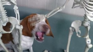 Dog vs Mini Skeletons Halloween Prank: Funny Dogs Maymo & Potpie's Skeleton Invasion