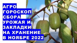 Агрогороскоп сбора урожая сельскохозяйственной продукции и закладки её на хранение в ноябре 2022