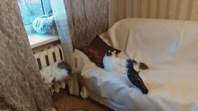 #калько #голубьхулиганка #голуби #котейкаларсен Голубка по имени Хулиганка и котейка Ларсен. смотреть онлайн