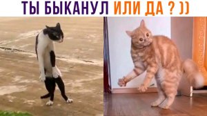 ТЫ БЫКАНУЛ ИЛИ ДА? ))) Приколы с котами | Мемозг 1141