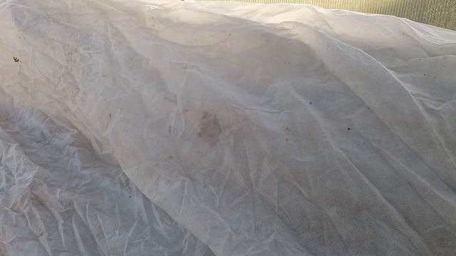 Калининградский виноград. Укрытие