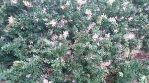 Иглица колючая (дат. Almindelig musetorn, лат. Ruscus aculeatus). Ботанический сад Орхус 18 сентября