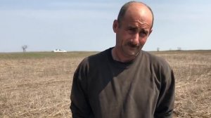 Посев подсолнечника после очеса