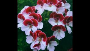 Моя любимая пеларгония!  Танцуют все!  My favorite Pelargonium!Everybody dance!