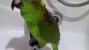 Зелёный попугай поёт песни!!