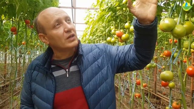 ПИТАНИЕ ТОМАТА В ПЕРИОД СОЗРЕВАНИЯ. КАК УСКОРИТЬ ПОКРАСНЕНИЯ ПЛОДОВ ТОМАТА? (17-11-2019) смотреть онлайн