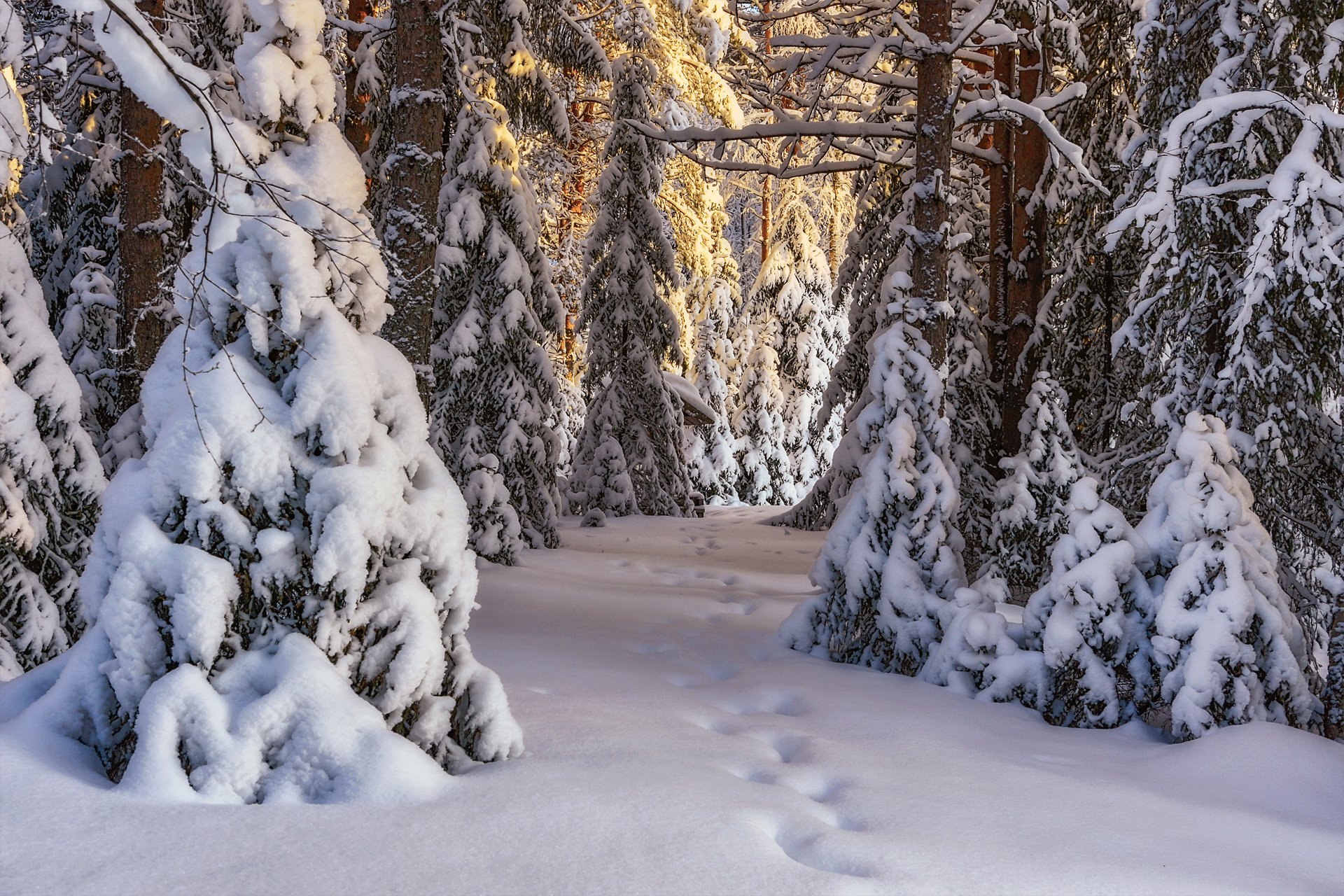 Сказочный лес зимой следы в лесу