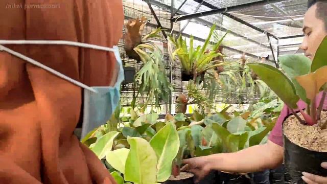 KEBELI RUMAH, MOBIL DAN TANAH PULUHAN HEKTAR KARENA BISNIS AROID!!!! WOWWW