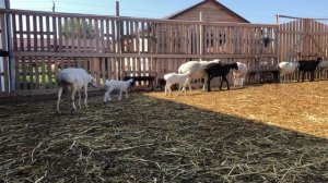 Белые Гиссарские овцы и бараны