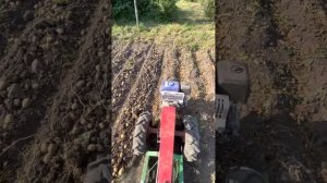 Копаем картофель на мотоблоке Мтз