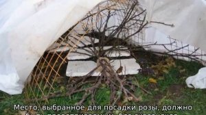 Роза Пале Рояль