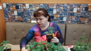 Огород на окошке. Помидоры и огурцы вырастить на окне.