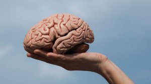 Невролог опроверг миф, что женский и мужской мозг отличаются по структуре