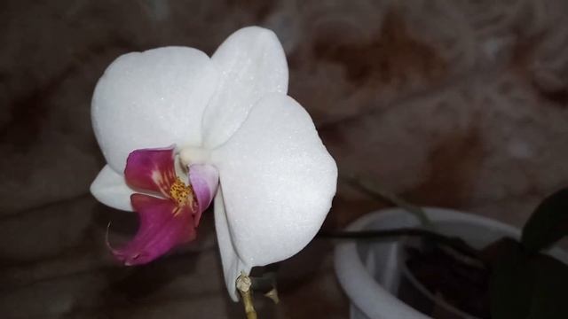 Как скоро могут зацвести детки орхидей. Мои примеры. смотреть онлайн