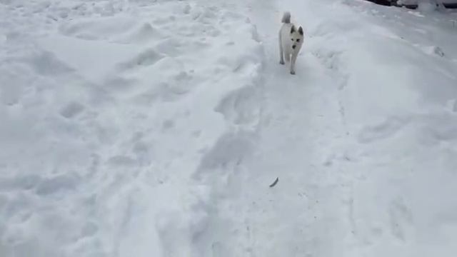 Лайма/Соболь/Тайна/Златка/ смотреть онлайн