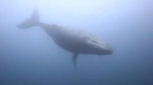 Pregnant humpback - Protea Banks, South Africa