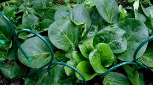 Выращивание, уход и размножение на Урале за вечно зеленым  Многолетним Боданом.