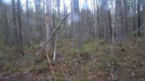 охота с гончей...