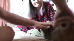 ЗВЕРОДЕТКИ ПРОТИВ ГЕЛЬМИНТОВ КОТЯТА, КОТ, ПЁС И КОШКА ГОНЯТ ГЛИСТОВ