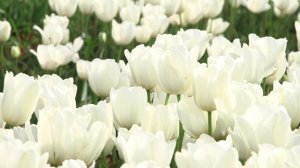 Clearwater - Tulip  🌷🌷🌷  vdqbulbs.com.au