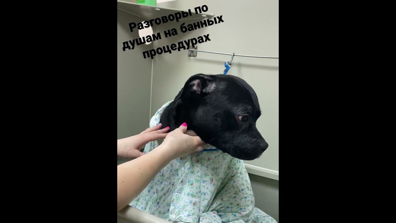 Маска для экспресс линьки #стаф #стаффордширскийтерьер #груминг #грумермосква #экспресслинька