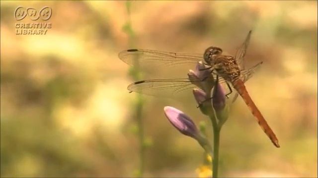 (Japanese song on the Clarinet,Flute and Piano)Japanese songs for the four seasons смотреть онлайн