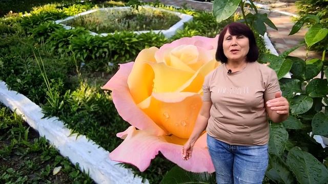 Роза Глория Дей. (Роза Мира). смотреть онлайн