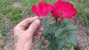 Роза Робуста? из двух питомников/ Какая настоящая?