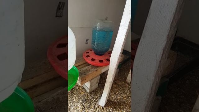 Обустройство курятника.