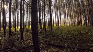 УРАЛЬСКАЯ РЕЗНЯ. ЛАГЕРЬ У ПРУДА. СТРОИМ ХИЖИНУ 7 И 8 ДЕНЬ.  SOLO BUSHCRAFT CAMP.