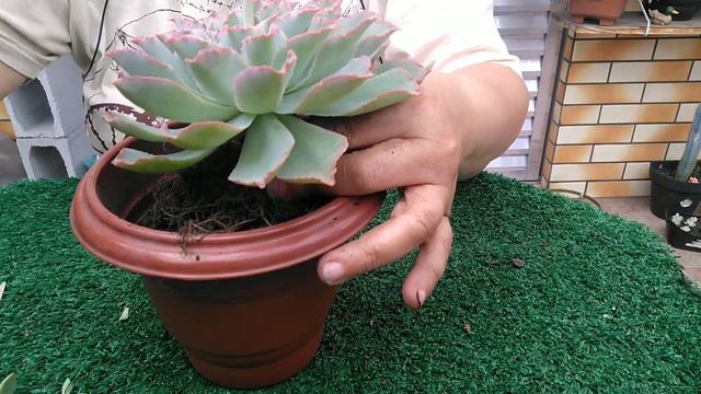 🌵 Replantio da Echeveria Susan e seus bebês • Lelis com Amor смотреть онлайн