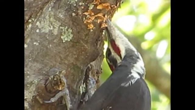 Pileated Woodpecker up close with the Canon SX530 HS смотреть онлайн