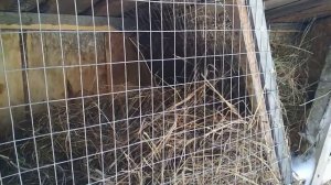 Уличное содержание кроликов. Клетки для кроликов. Как кролики пережили холода