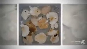Гриб Белянка Lactarius Pubescens mushroom