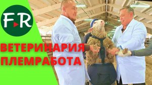 Зачем барану фартук? Ветеринария и лекарства для овец. Оборудование для овцеводства. Ставим бирку.