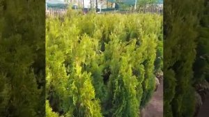 Туя западная смарагд экстра