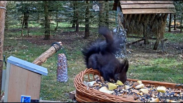 #Кормушка#ЖителиЛеса